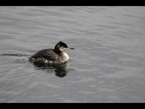 A Rare Red-necked Grebe at the Central Park Reservoir, NYC