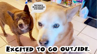 Time for Medicine + Outdoors  | Simply Ena | Life in the US 🇺🇸 | Life with 2 pets 🐶