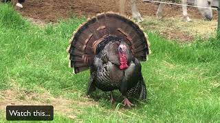 Tom Turkey Training the younger guys...