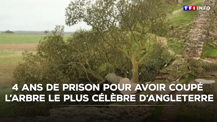 Condamnés à 4 ans de prison pour avoir coupé l'arbre le plus célèbre d’Angleterre｜TF1 INFO