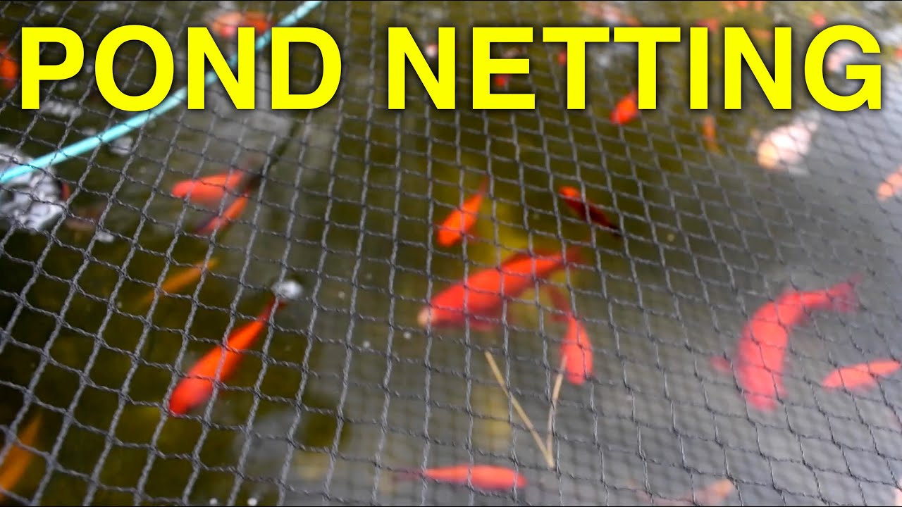 Pond Net From  Install; Sunnykud Koi Pond Netting 