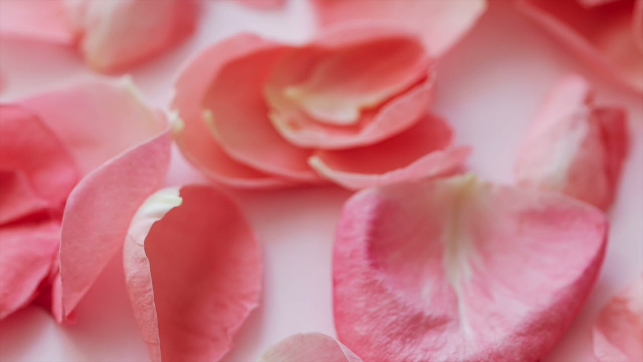 Blush Pink Rose Petal art for screen TV into Art screensaver No