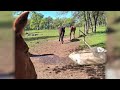 Therapy horse confiscation controversy in Butte County