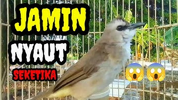 suara burung trucuk gacor memanggil pancingan trucuk betina memanggil jantan