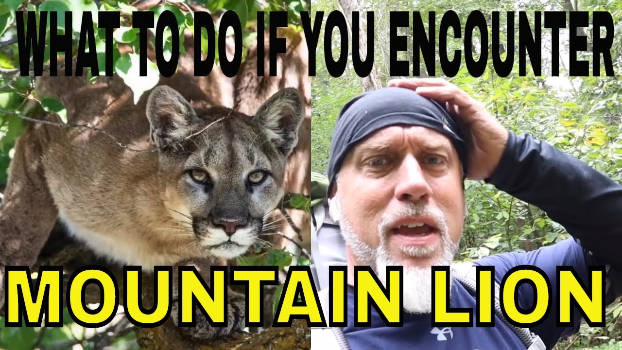 WHAT TO DO IF YOU ENCOUNTER A MOUNTAIN LION - YouTube