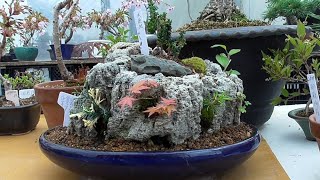 軽石に色々な植物を植えて更に鉢植えする - YouTube