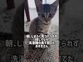 職場倉庫で保護した猫『あずき』４日目。猫グッズが買えなかった理由 #猫 #ねこ #保護猫