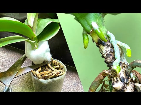Video Cách Hồi Sinh Nhanh Nhiều Rễ Trên Không Giúp Nhân... - youtube