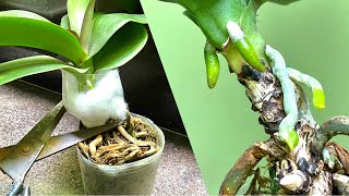 видео: Как быстро оживить много воздушных корней, чтобы помочь размножить и омолодить орхидею картинка: Как быстро оживить много воздушных корней, чтобы помочь размножить и омолодить орхидею
