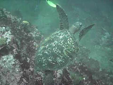 Tortuga marina de Galapagos