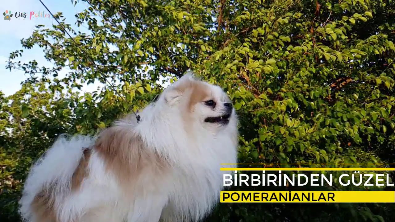 Birbirinden Guzel Pomeranianlar Yetiskin Yavru Ve Bebek Pomeranian Kopekler Youtube Kopek Evcil Hayvanlar Bebek