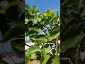 Cultivar Maracuya en Casa es Super facil (PARCHITA) PARTE I