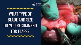 Veterinary Dentist Shares His BEST Recommendations on The Type of Blade and Size To Use For Flaps Veterinary Dentist Shares His Technique 5 Visualizing The Tooth Bone Interface