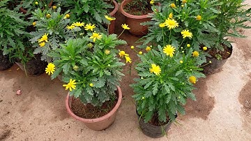 Bán buôn cây cúc thân gỗ 0977973535