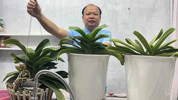 ĐAI CHÂU NỞ HOA TẾT. Sơn cầm