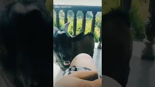 Shouting Funny Goat At Dog | Pets Comedy