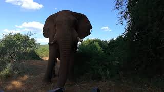 Super Relaxed Elephant Bull