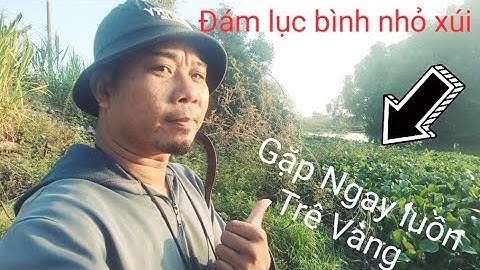 Câu Cá Rô Đồng.Đụng Luồng Trê Vàng, giựt mỗi tay @tranchungcuchi