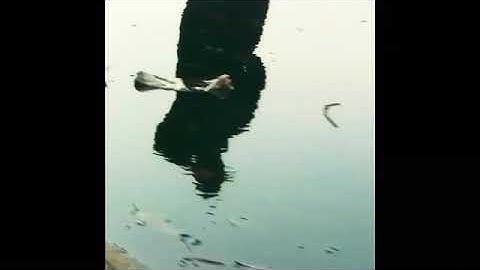 Randyon240th - ZAZA ft Xavier weeks combined snippets new