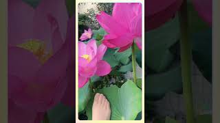 Beautiful Foot Nylon