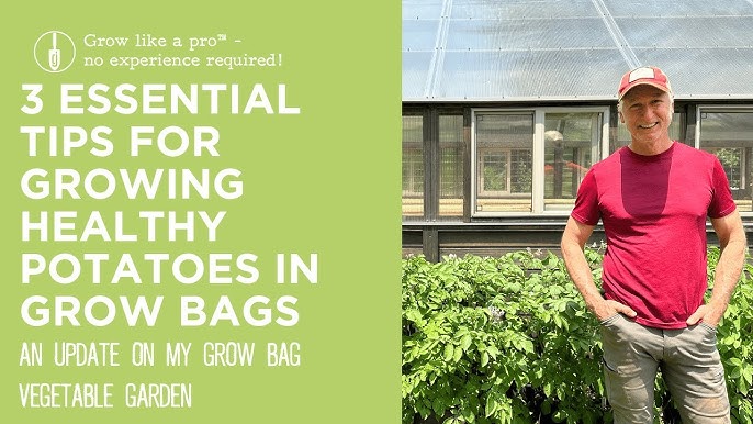 Gardening Time: Smart ways to use grow bags in small spaces - The  Leamington Observer