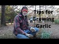 TIPS for Growing ELEPHANT Garlic