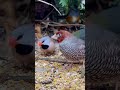 Red Headed Finch | Bird Aviary | Birds