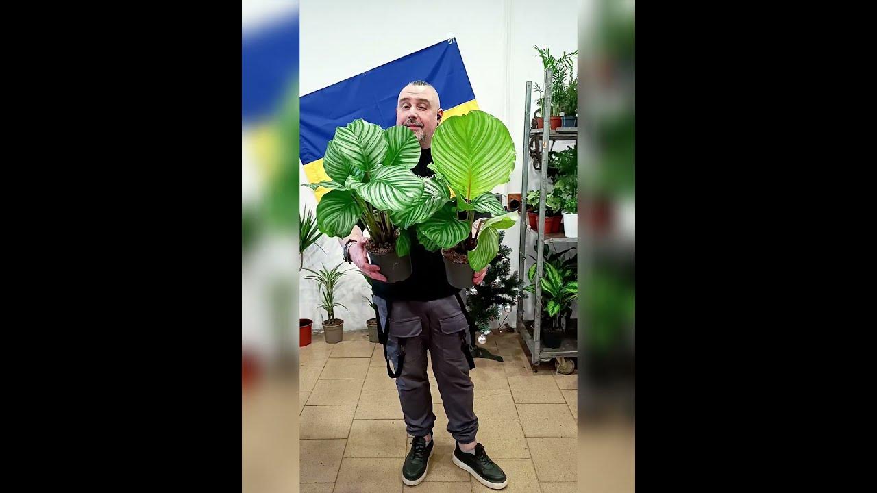 Крупнолистная Калатея Орбифолия! Цена 350 гривен! Бронь в вайбер ...