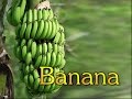 Commercial Cultivation of Banana