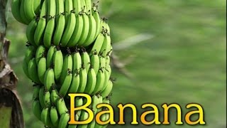 Commercial Cultivation of Banana