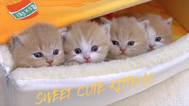 Video 11243981: cat cutecat meow funny, kittens meowing sweet, kittens meowing cute, funniest cutest cats
