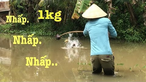 Câu Cá Lóc Bằng Vịt - Cá Lóc Nó Giật Rung Tay / Fishing l Anh Ba Tri Mien Tay