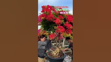 Ngũ sắc thái tàn siêu to..#shortsvideos