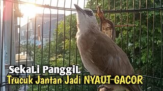 Trucuk Betina Memanggil Jantan Ngerol NGERIWIK TAJAM Paling Ampuh pancingan Trucukan Gacor yg MALAS