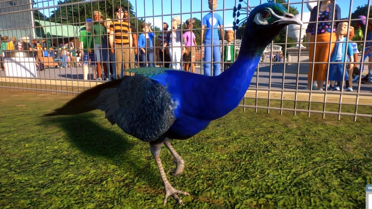 planet zoo ฟรี  Update  Planet Zoo - Indian Peafowl - Open World Free Roam Gameplay (PC HD) [1080p60FPS]