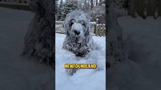 Newfoundland dog | gentle giant of the sea #dog #amazing