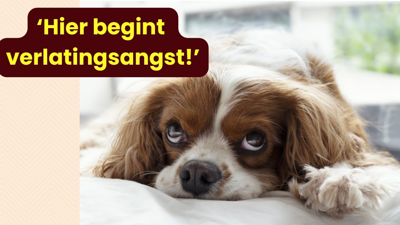 Zo leer je je hond ontspannen alleen thuis te blijven, met positieve ervaringen elke keer