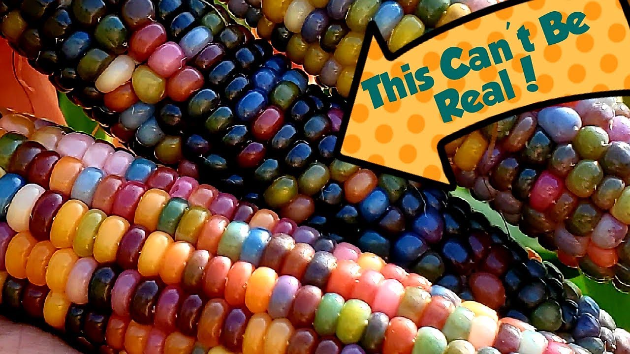 Rainbow corn: photos, growing tips, and where to buy : The Hearty Soul