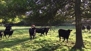 Cattle on Pasture