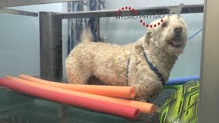 Hydrotherapy helps dogs get back on their feet