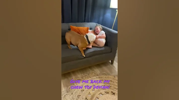 Devina steals Winstons chew toy