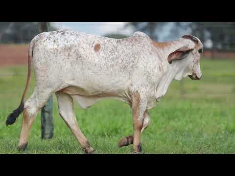 LOTE 14   CAL 15285 ANABELA FIV CAL