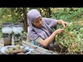 Ubi Jalar Rebus dan Es Cau | Indahnya Hidup Di Desa