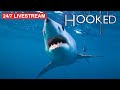 Hunting For Weird and Dangerous Monster Fish! | 24/7 Livestream