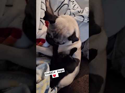 Cuddle Pugs #dog