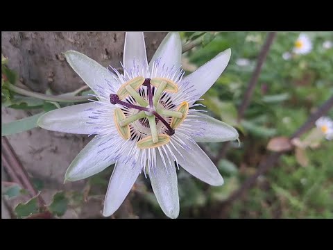 Video: Passiflora blue: uzgoj i njega