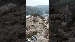 Download Lagu Sakura road Japan corner  #japan #travel MP3