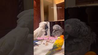 Do NOT Disturb This Angry Parrot! #funny #foryou #talkingparot #angrybirds #parrotsof #goofyside