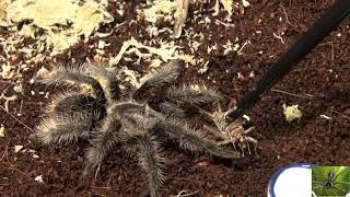 Curly Hair Tarantula Unpacking (Tliltocatl albopilosus)