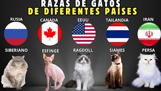 Sorprendentes RAZAS de GATOS del MUNDO by Mascotas Sanas Y Felices 504 views 2 months ago 8 minutes, 9 seconds